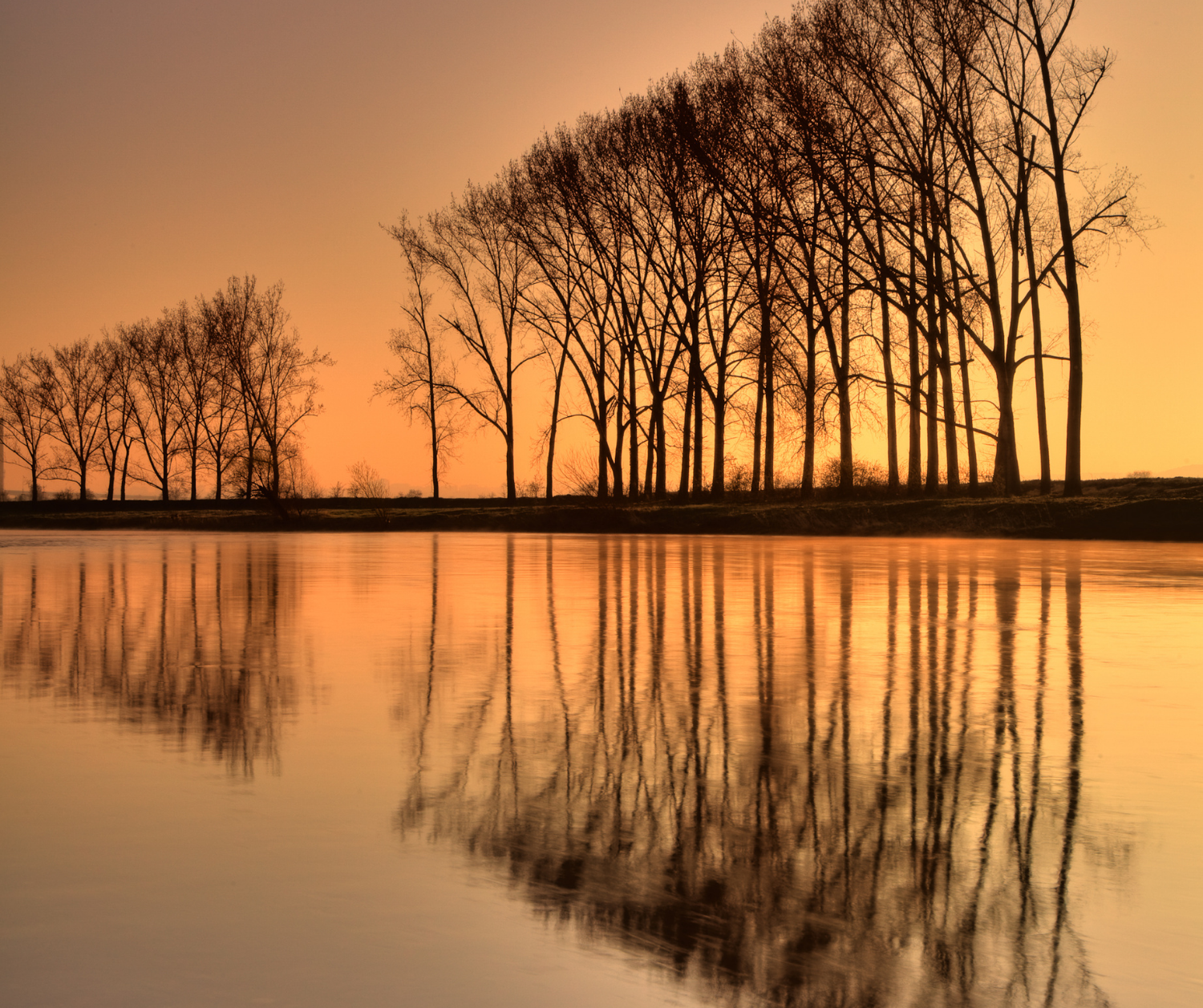Trees reflected in golden water at sunset